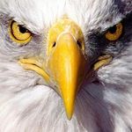 Donna Paulson Whitcomb - @mustanglady1 - Instagram