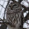 donnawhitcomb770 - @donnawhitcomb770 - TikTok