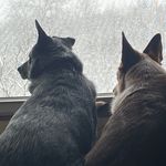 Donna Whiteman Staron - @donnastaron - Instagram