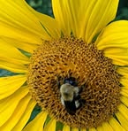 Donna Whitton - Facebook