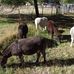 Donna Wicks - Facebook