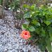 Donna Widener - Facebook