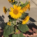 Donna Willard - @donna.willard.90 - Instagram