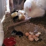 Donna Willingham Fellows - @fellows198 - Instagram