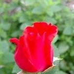 Donna Wilmoth Lewis - @theherbcloset - Instagram