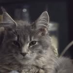 Donna Marie Woolley-Ollerenshaw - @harvey_dent_the_kitty - Instagram