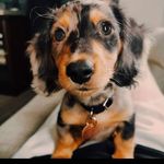 Donnie 🐾 - @donniethedappledach - Instagram