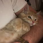 DFB - @donnie_boss_spam_ - Instagram