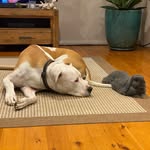 Donnie & Boss - @donnie_and_boss - Instagram