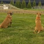 Donnie Chaney - @bearfoot619 - Instagram