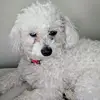 donniefox8 - @donthefox1 - TikTok