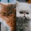 Donnie & Layla - @donnielayla - TikTok