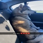 Donny Bell - @donnythehusky2020 - Instagram