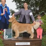 @donnybrook_golden_retrievers - Instagram