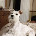 Donny - schnauzer white - Facebook