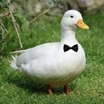 Donovan Dillon - @thewarriorwithducks - Instagram
