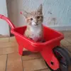 chatondonovandore - @chatondonovandore - TikTok