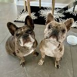 Donovan, Raider & Douglas - @merle.world - Instagram