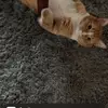 garrettdonovan4 - @garrettdonovan4 - TikTok