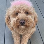 Ellen Goodwin Donovan - @egoodwindonovan - Instagram