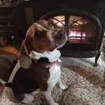 Donovan Harvey - @dinodontedono - Instagram