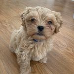 Donovan Harvey - @don_don_the_cavachon_shihtzu - Instagram