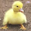 Vertically_Challenged_Duck - @donovanlynch39 - TikTok