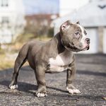 donovan pierce - @sepabullys - Instagram