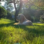 Donovan Wright - @donovan_goldendoodle - Instagram