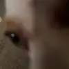 Dog content - @dontavishharris6 - TikTok