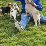Dontae Mitchell - @exotic_zaza_dogkennels - Instagram