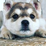 donte_aji - @donte.ellis.1 - Instagram