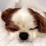 Archie🐶 - @archie_dora_andrews - Instagram