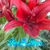 Dora Aranda - Facebook