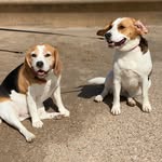 Dora Davies and Barney Davies - @dora_and_barney_thebeagles - Instagram