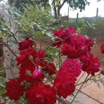 Dora Barrera - Facebook