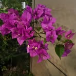 Dora Barrett - Facebook
