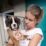 Boston Terrier - Facebook