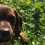 Bassethund - @dora_bassotta - Instagram