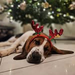 Dora🐾 - @dora_basset - Instagram