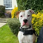 Dora Bates-James - @dorathestaffyexplorer - Instagram