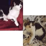 Simba Stanojkovic Dora Bates - @dora_simba - Instagram