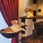 Dora & Beanie 🐈🐈 - @dora_beanie - Instagram