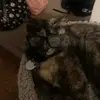 Dora!💗🐾 - @dora_.beannn._ - TikTok