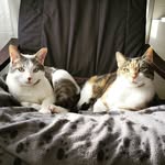 Luna & Dora & Bean - @thekittykots - Instagram