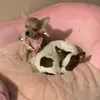 Dora_belmarez - @dora_belmarez - TikTok