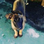 Dora Berg - @dora_malinois_ - Instagram