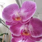 Dora Bergmann - Facebook