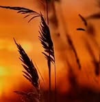 Dora Birt - Facebook