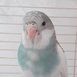 💙dora💙 - @dorabird_ - Instagram